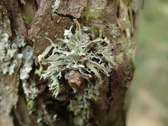Ramalina glaucescens