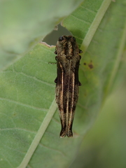 Agrilus langei