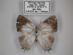 Dapidodigma demeter nuptus