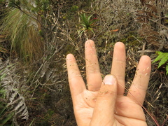 Calamagrostis effusa