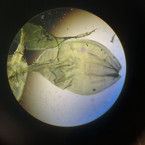 Ptychomnion aciculare