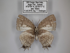 Dapidodigma demeter nuptus