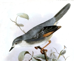 Red-Winged Grey Warbler photo 2