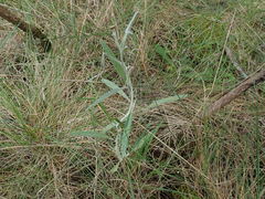Senecio dunedinensis