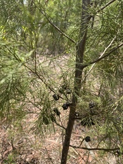 Callitris rhomboidea