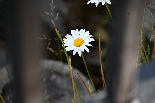 oxeye daisy