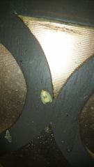 Trischalis subaurana