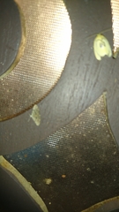 Trischalis subaurana