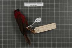 Crimson Seedcracker photo 4
