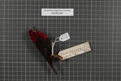 Crimson Seedcracker photo 5