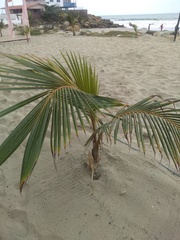 Cocos nucifera