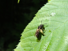 Andrena integra