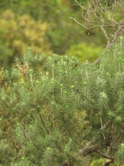 Linochilus rosmarinifolius