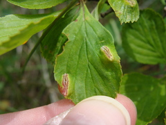 Blaesodiplosis venae