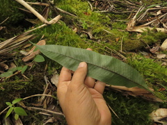 Serpocaulon levigatum