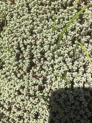 Raoulia parkii