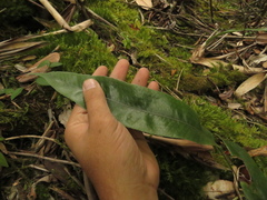 Serpocaulon levigatum