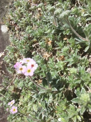 Androsace lanuginosa