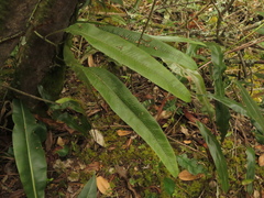 Serpocaulon levigatum