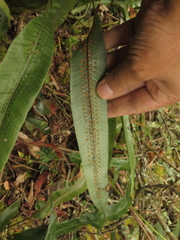Serpocaulon levigatum