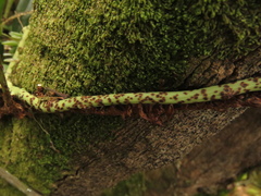 Serpocaulon levigatum
