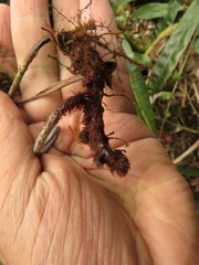 Elaphoglossum cuspidatum