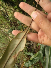 Elaphoglossum cuspidatum