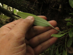 Pleurothallis talpinaria