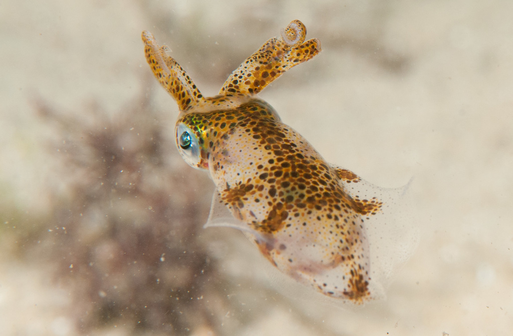 Luminous bay squid