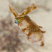Luminous Bay Squid - Photo (c) Erik Schlogl, some rights reserved (CC BY-NC), uploaded by Erik Schlogl
