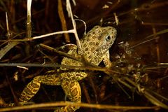 Lithobates areolatus circulosus