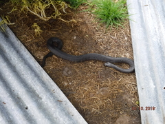 Notechis scutatus occidentalis