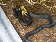 Notechis scutatus occidentalis