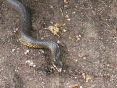 Notechis scutatus occidentalis