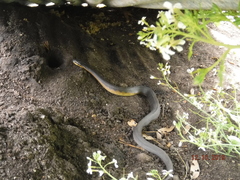 Notechis scutatus occidentalis