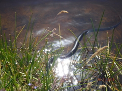 Notechis scutatus occidentalis