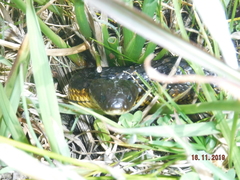 Notechis scutatus occidentalis