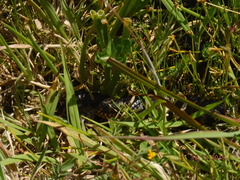 Notechis scutatus occidentalis