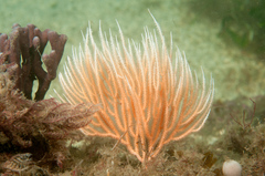 Sphaerokodisis australis