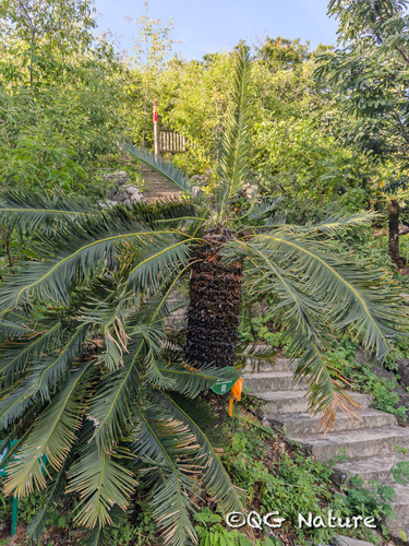 Cycas panzhihuaensis