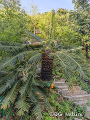 (c) Wang.QG, some rights reserved (CC BY) Cycas panzhihuaensis, photograph (c) Wang.QG, some rights reserved (CC BY)