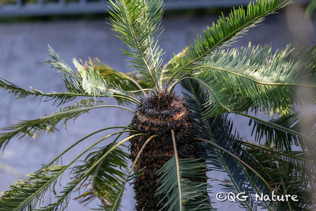 Cycas panzhihuaensis; photograph (c) Wang.QG, some rights reserved (CC BY)