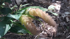Flemingia strobilifera