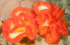 Sycozoa cerebriformis