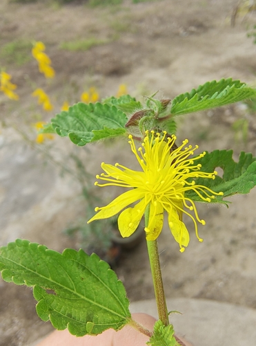 Orinoco jute (Corchorus hirtus)