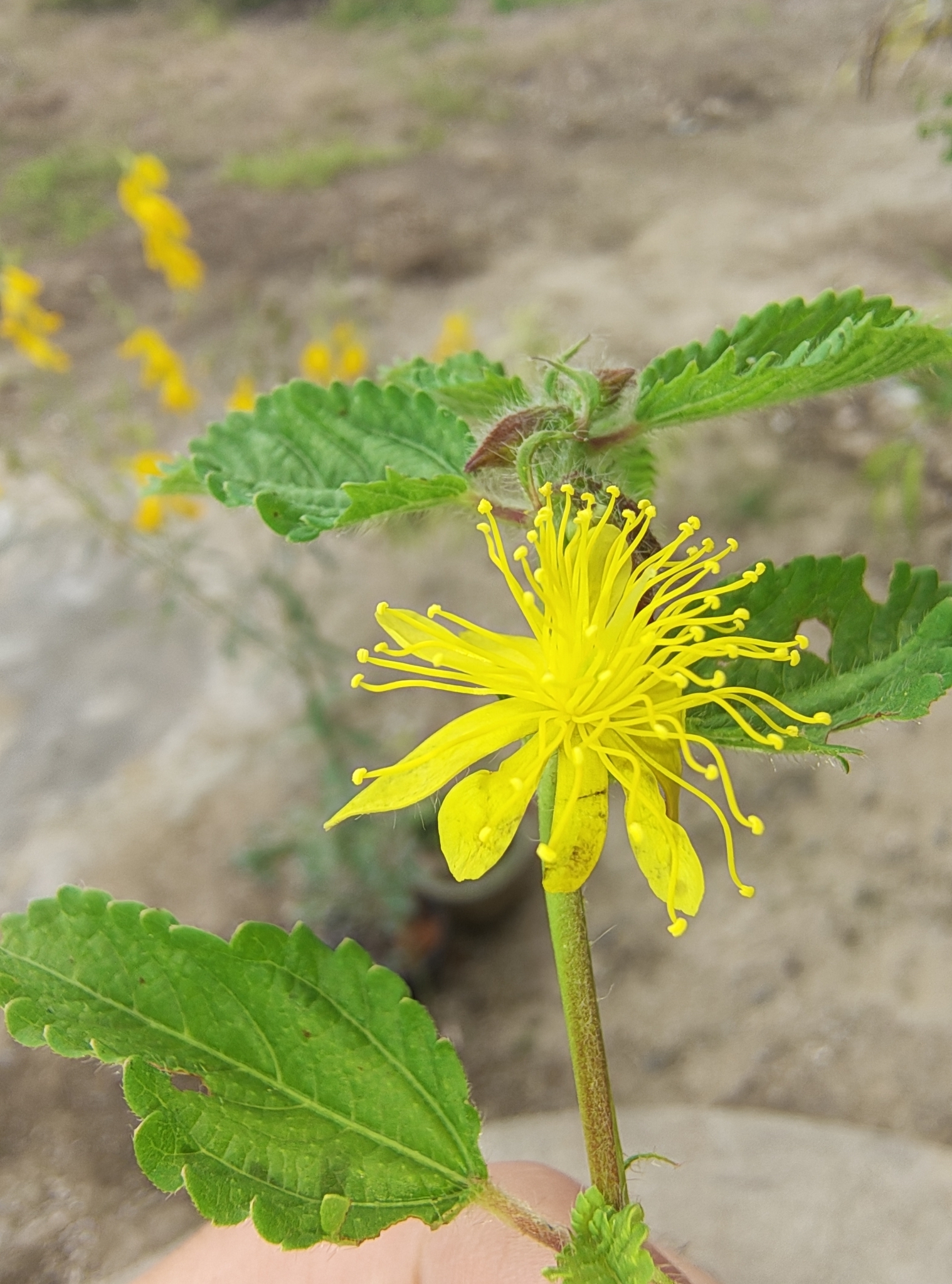 Corchorus hirtus