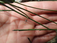 Carmichaelia australis