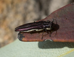 Agrilus hypoleucus