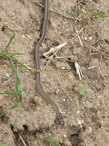 Psomophis joberti