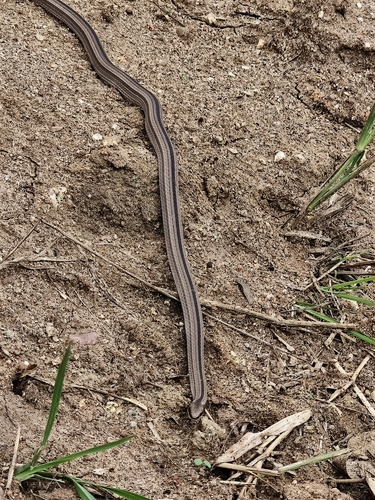 Psomophis joberti